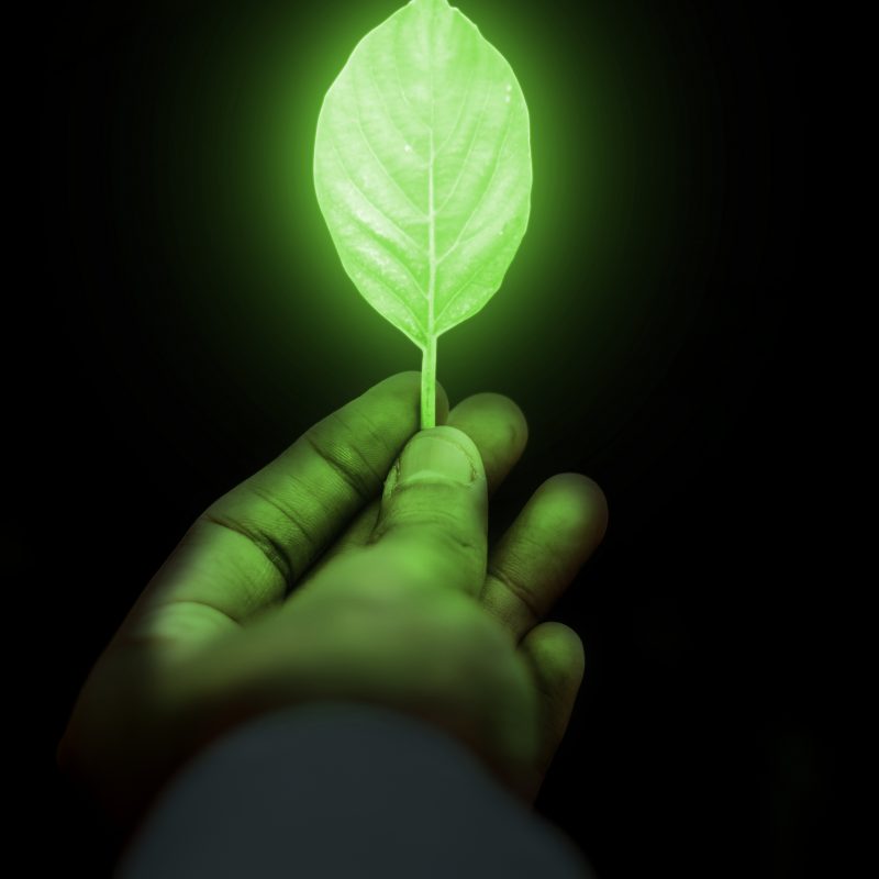 Illustration d'une feuille avec un rayonnement lumineux